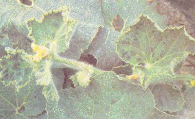 Kavunda virus hastalığı belirtisi.